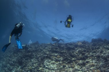 Sualtı resif scapes