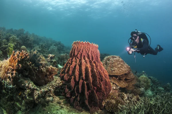Diver on a healthy reef — Stock Photo, Image
