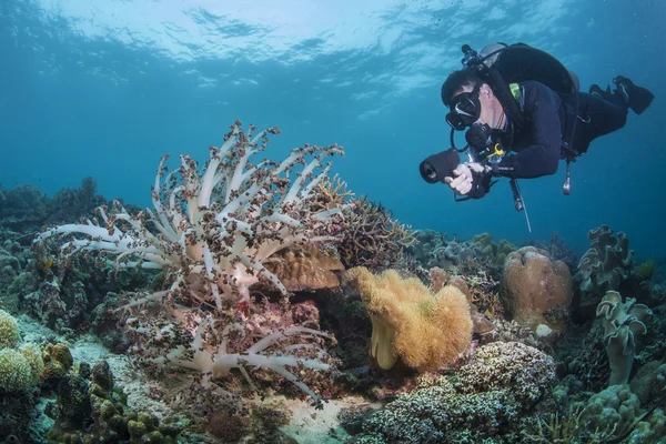 Potápěč na zdravé reef — Stock fotografie