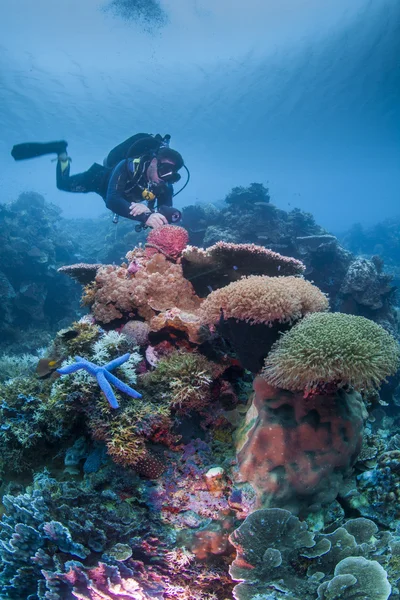 Buceador en un arrecife saludable — Foto de Stock