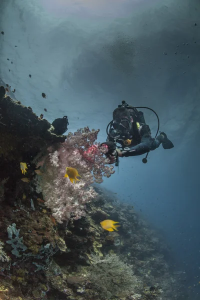 Immergitore su una barriera corallina sana — Foto Stock