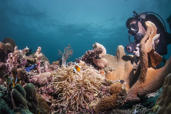 Potápěč na zdravé reef — Stock fotografie