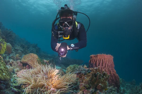 Diver on a healthy reef — Stock Photo, Image