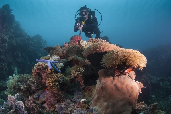 Дайвер на здоровом рифе — стоковое фото