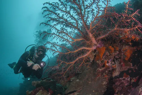 上一个健康的珊瑚礁潜水者 — 图库照片