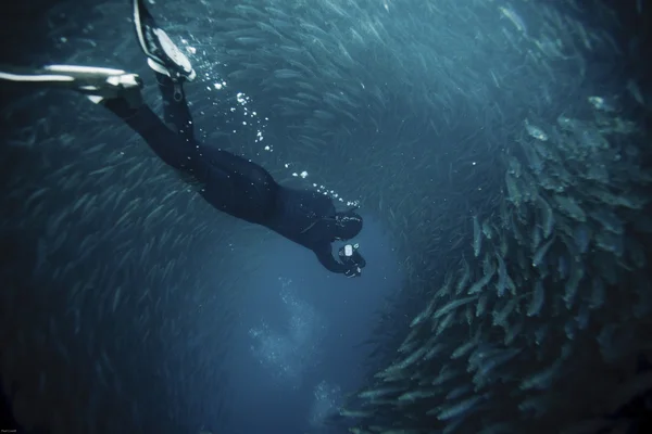 Mergulho em uma bola de sardinha — Fotografia de Stock