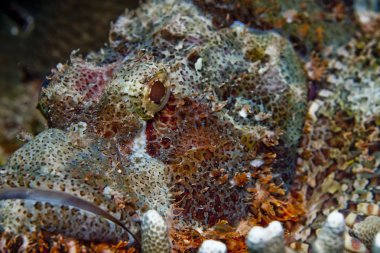 Sualtı resif scapes