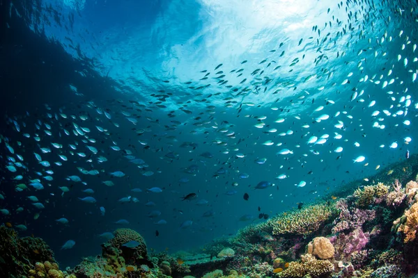 Paisajes de arrecifes submarinos — Foto de Stock