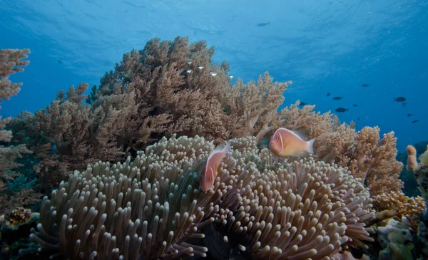 Escapas de recifes subaquáticos — Fotografia de Stock