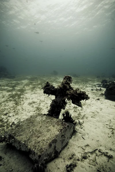 Paisaje de arrecife submarino — Foto de Stock