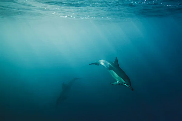 水中動物 — ストック写真