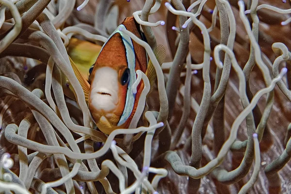 Underwater reef scapes — Stock Photo, Image