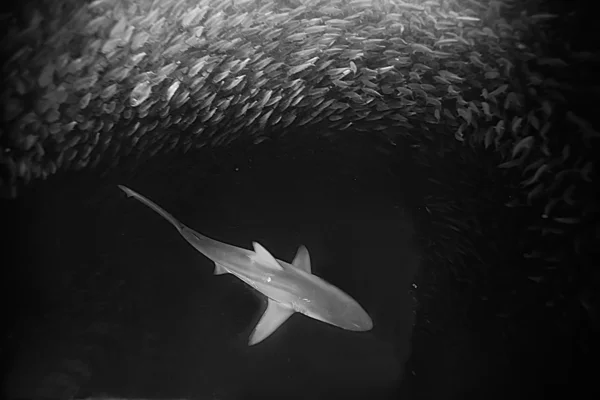 Underwater animals — Stock Photo, Image