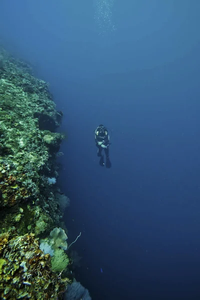 水中サンゴ礁スケープ — ストック写真