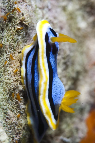 Reef skaft — Stockfoto