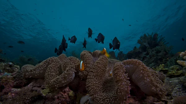 Panorama della barriera corallina subacquea — Foto Stock