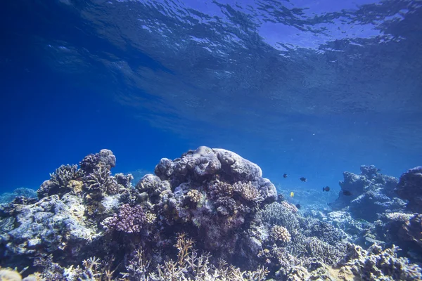 Underwater reef scape — Φωτογραφία Αρχείου