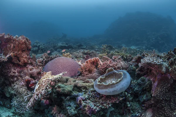 Paysages sous-marins des récifs — Photo