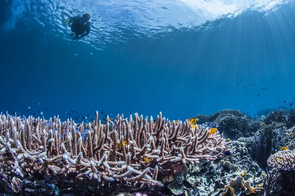 Underwater reef scape — Φωτογραφία Αρχείου