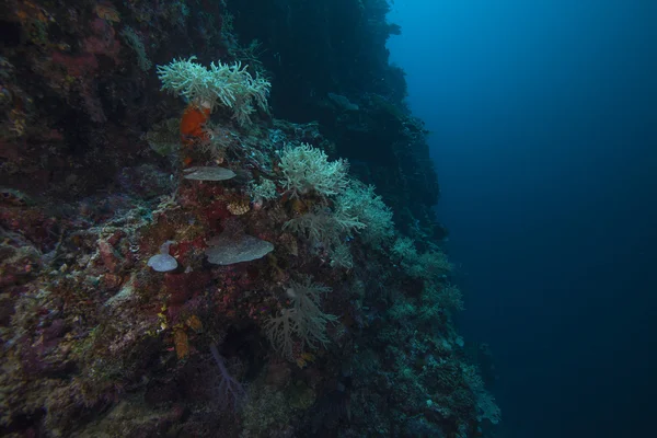 Paisaje de arrecife submarino —  Fotos de Stock
