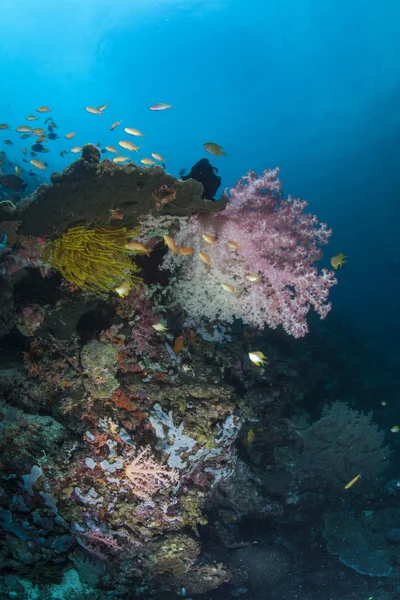 水中サンゴ礁花茎 — ストック写真