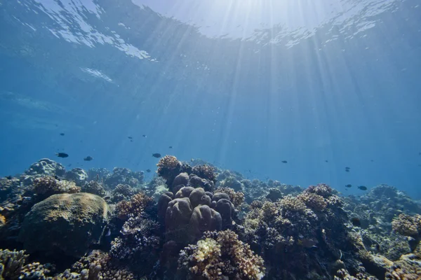 Underwater reef scape — Φωτογραφία Αρχείου