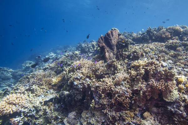 Paisajes de arrecife —  Fotos de Stock