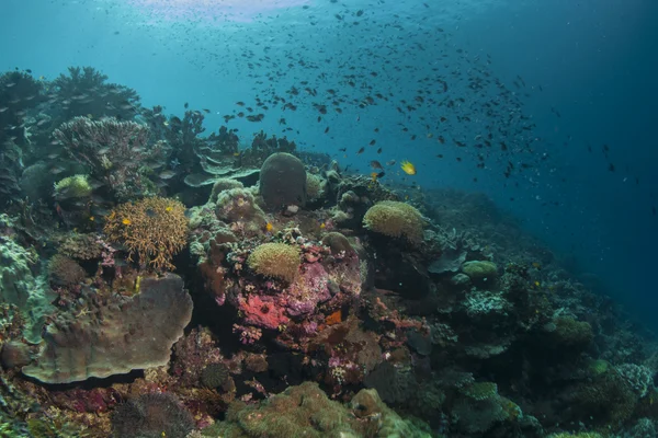 Paisaje del arrecife —  Fotos de Stock
