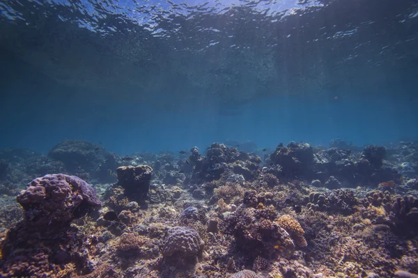 Paisaje del arrecife — Foto de Stock