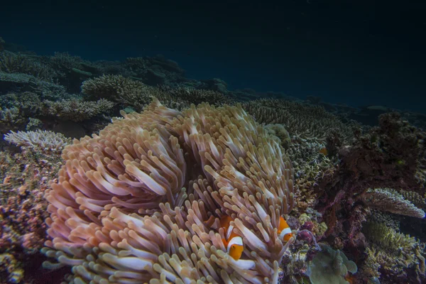 Paisaje del arrecife —  Fotos de Stock