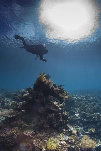 Reef scape — Stock Photo, Image