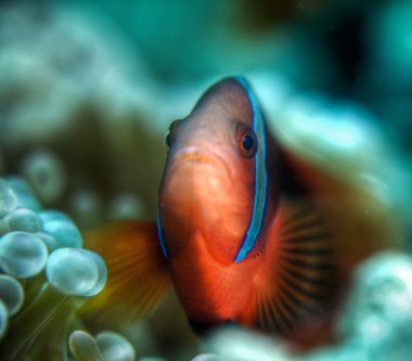 Close up clownfish clipart