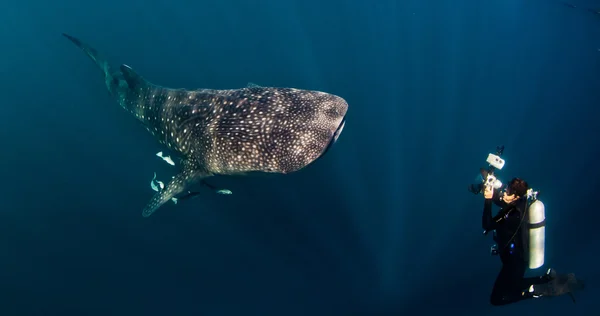 Tiburón ballena y fotógrafo submarino — Foto de Stock