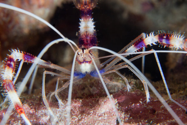 Macro shrimp