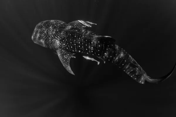 Большая китовая акула (горный типус) ) — стоковое фото