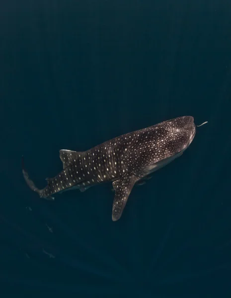 Tiburón ballena grande (rhincodon typus ) — Foto de Stock