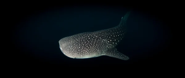 큰 고래 상어 (rhincodon typus) — 스톡 사진