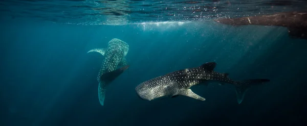 Tiburón ballena grande (rhincodon typus ) — Foto de Stock