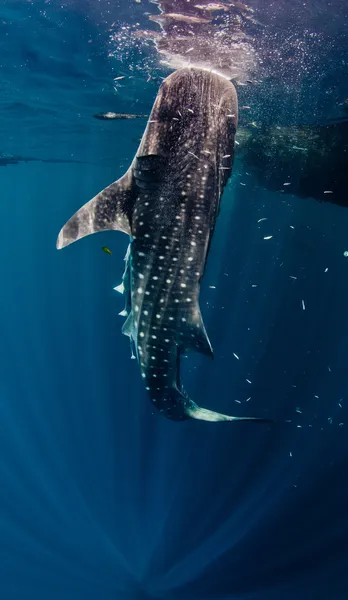 Tubarão-baleia aproxima-se barco — Fotografia de Stock