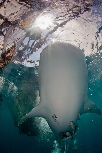 Requin baleine approchant bateau — Photo