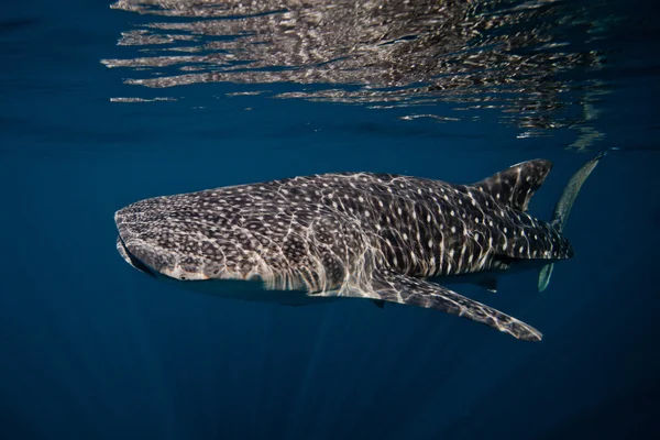Requin baleine — Photo