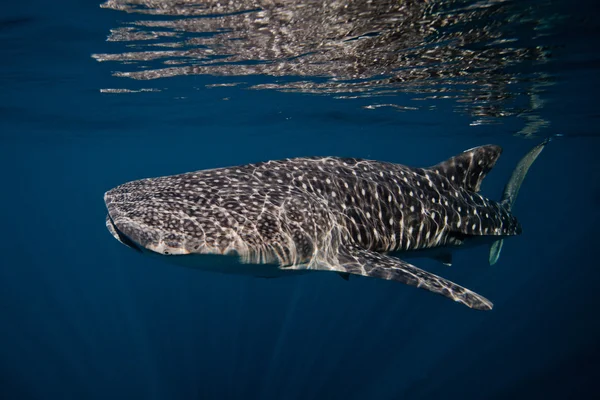 Whale shark — Stock Photo, Image