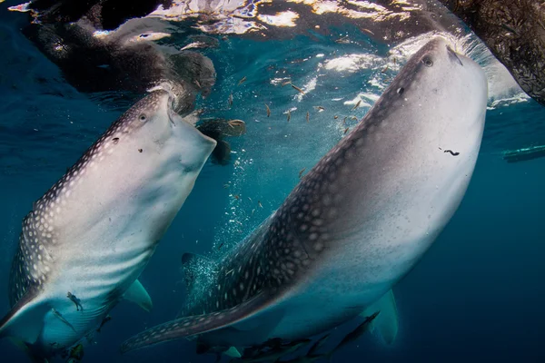 Whale shark — Stock Photo, Image