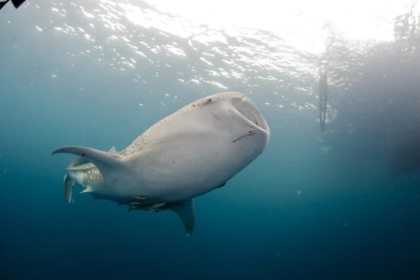 Whale shark in the blue waters — Stock Photo, Image