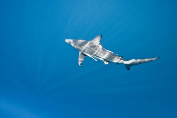 在南非的鲨鱼 — 图库照片