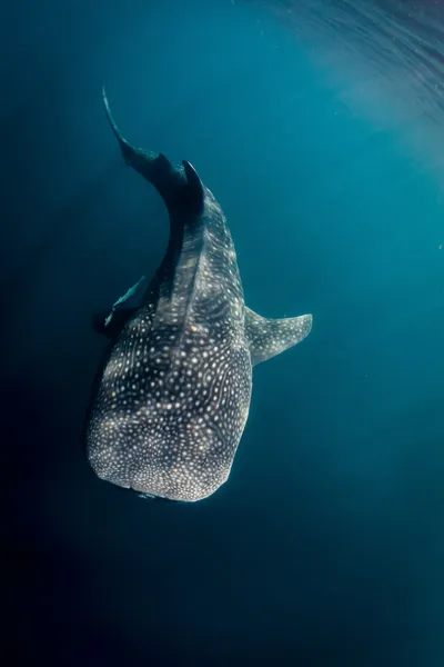 큰 고래 상어 (rhincodon typus) 스톡 이미지