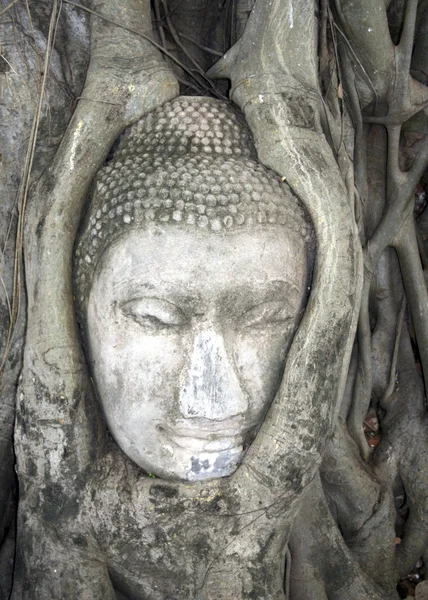 Buddha-Kopf aus Sandstein in den Baumwurzeln von wat mahathat, Ayutthaya, Thailand — Stockfoto
