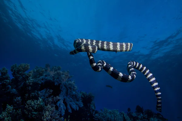 Gestreepte zee snake — Stockfoto