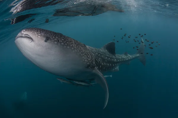 Whale shark in the blue sea of Cenderawasih Bay, Indonesia — Stock Photo, Image