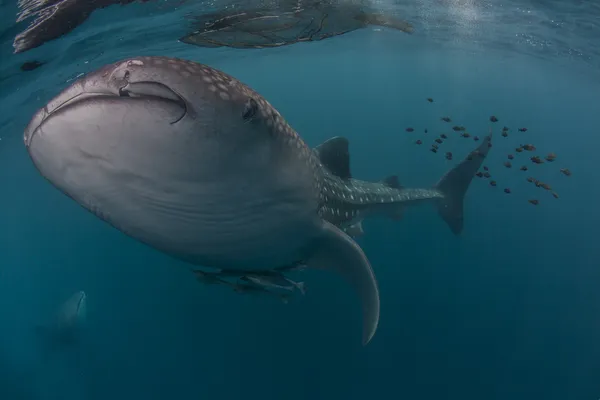 Tiburón ballena en el mar azul de Cenderawasih Bay, Indonesia — Foto de Stock